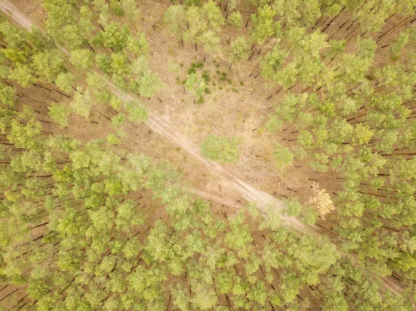 Ścieżka Brudu Lesie Iglastym Wczesną Wiosną Aerial Dro — Zdjęcie stockowe