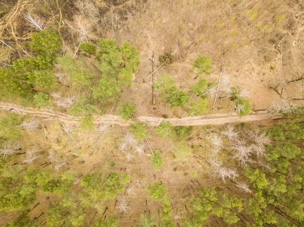 Caminho Terra Floresta Coníferas Início Primavera Hidroginástica Aérea — Fotografia de Stock