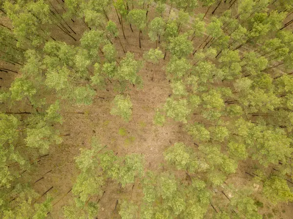 Fenyőfák Tűlevelű Erdőben Kora Tavasszal Légi Drón — Stock Fotó