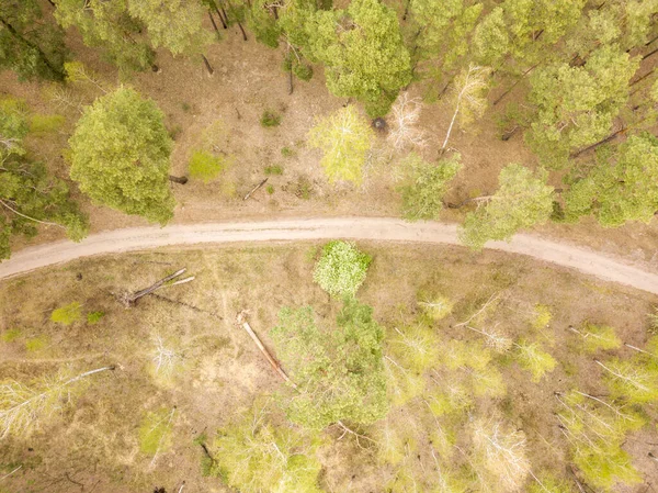 Chemin Terre Dans Forêt Conifères Début Printemps Dro Aérien — Photo