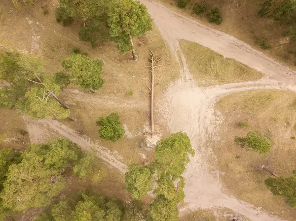 Upadła Sosna Pobliżu Polnej Drogi Lesie Dron Powietrzny — Zdjęcie stockowe