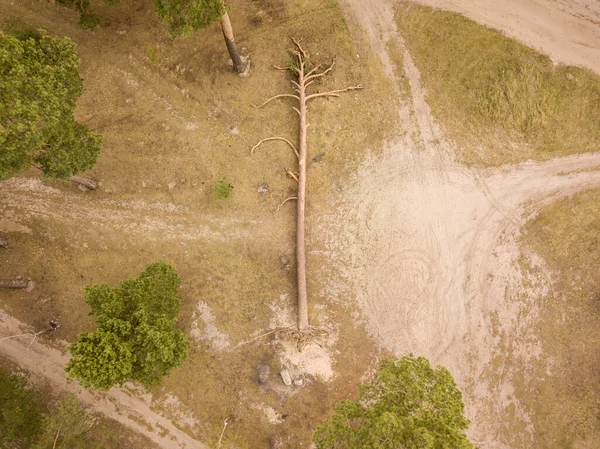 Pinheiro Caído Perto Uma Estrada Terra Floresta Drone Aéreo — Fotografia de Stock