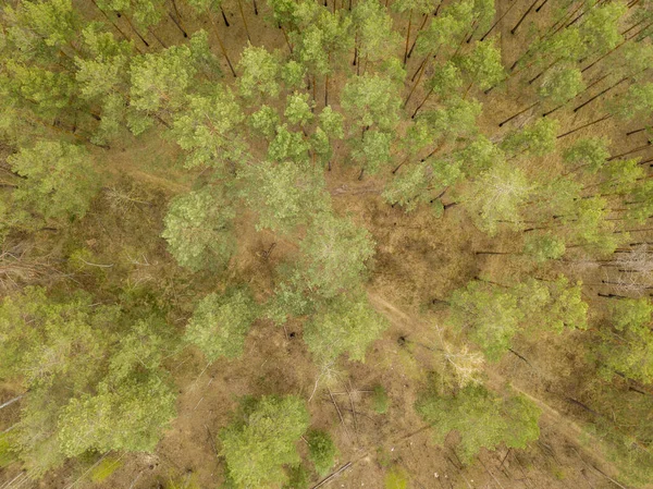 Caminho Terra Floresta Coníferas Início Primavera Hidroginástica Aérea — Fotografia de Stock