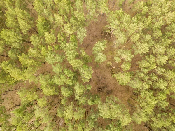 Pinheiros Floresta Coníferas Início Primavera Drón Aéreo — Fotografia de Stock