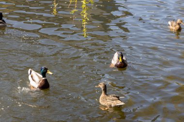 Ördekler güneşli havada parktaki göllerde yüzerler..