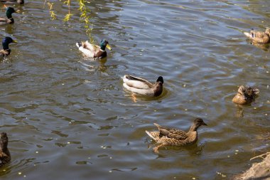 Ördekler güneşli havada parktaki göllerde yüzerler..