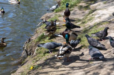 Güneşli bir havada göldeki ördekler.