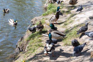 Güneşli bir havada göldeki ördekler.