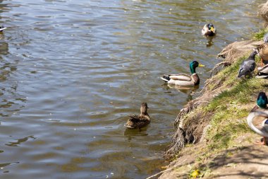 Güneşli bir havada göldeki ördekler.