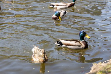 Ördekler güneşli havada parktaki göllerde yüzerler..
