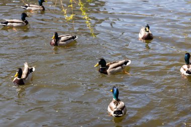 Ördekler güneşli havada parktaki göllerde yüzerler..