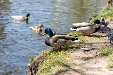 Güneşli bir havada göldeki ördekler.