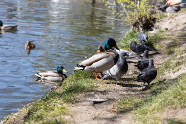 Güneşli bir havada göldeki ördekler.