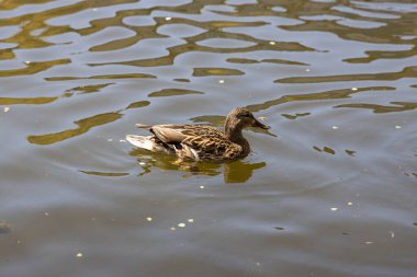 Yakın plan. Şehir gölünde ördek.