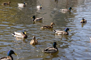 Ördekler güneşli havada parktaki göllerde yüzerler..