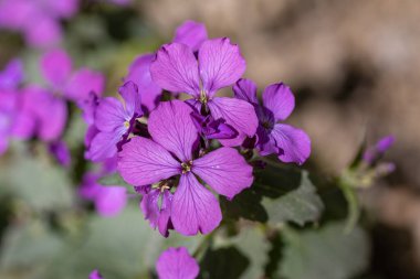 Parlak güneşte mor bahar ormanı çiçekleri.