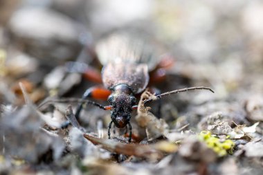 Ormandaki yaprakların üzerindeki bir böceğin detaylı görüntüsü..