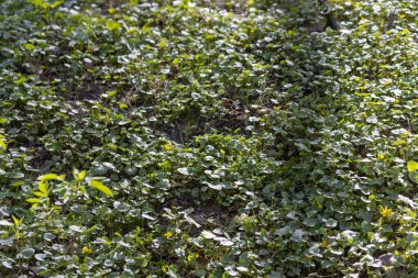 Baharda yaprak döken orman.