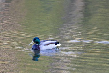 Yakın plan. Şehir gölünde ördek.