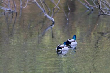 Ördekler güneşli havada parktaki göllerde yüzerler..