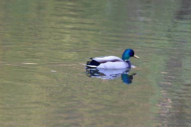 Yakın plan. Şehir gölünde ördek.