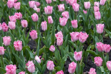 Parkta çiçek tarhında mor laleler, detaylı bir manzara..