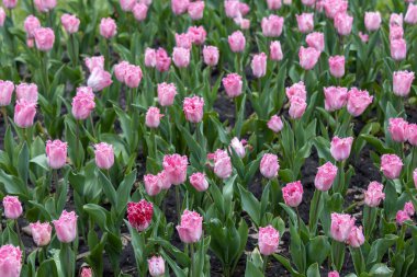 Parkta çiçek tarhında mor laleler, detaylı bir manzara..