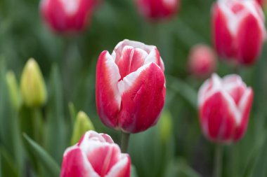 Parkta beyaz çizgili kırmızı laleler, detaylı bir manzara..