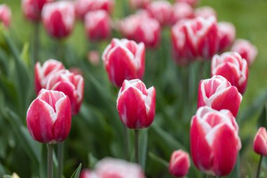 Parkta beyaz çizgili kırmızı laleler, detaylı bir manzara..