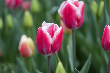Parkta beyaz çizgili kırmızı laleler, detaylı bir manzara..