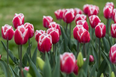 Parkta beyaz çizgili kırmızı laleler, detaylı bir manzara..
