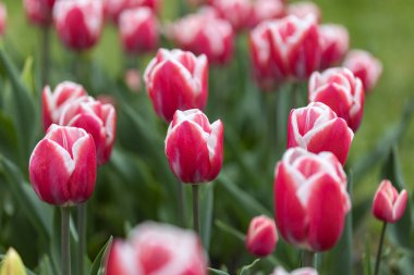 Parkta beyaz çizgili kırmızı laleler, detaylı bir manzara..
