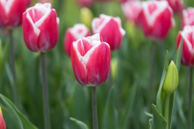 Parkta beyaz çizgili kırmızı laleler, detaylı bir manzara..