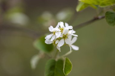 Baharda kiraz ağacının beyaz çiçekleri.