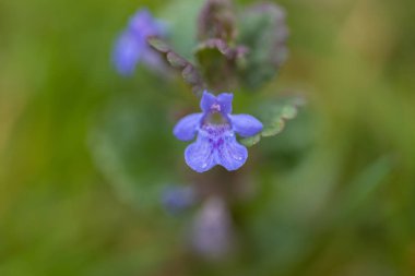 Baharda mavi orman çiçekleri. Yakın plan.