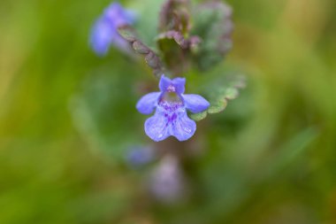 Baharda mavi orman çiçekleri. Yakın plan.