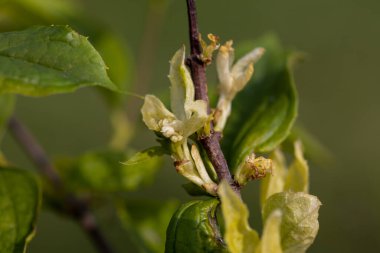 Bahar ormanında genç ağaç yaprakları.