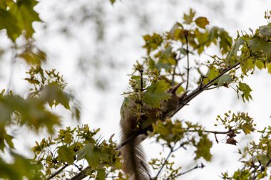 Baharda parkta ağaçtaki kırmızı sincap..