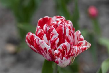 Parkta beyaz çizgili kırmızı laleler, detaylı bir manzara..