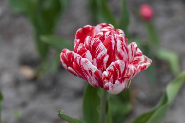 Parkta beyaz çizgili kırmızı laleler, detaylı bir manzara..