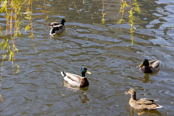 Enten Schwimmen Bei Sonnigem Wetter Den Seen Park — Stockfoto