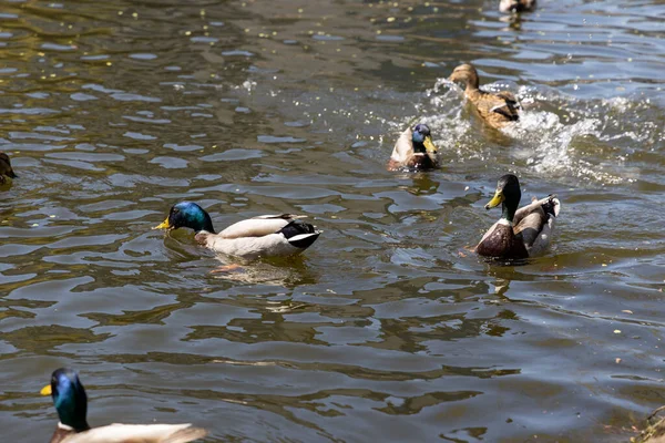 Ducks swim in the lakes in the park in sunny weather.