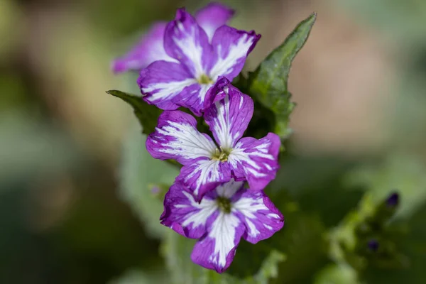 Violet Spring Forest Flowers Bright Sun — Stock Photo, Image