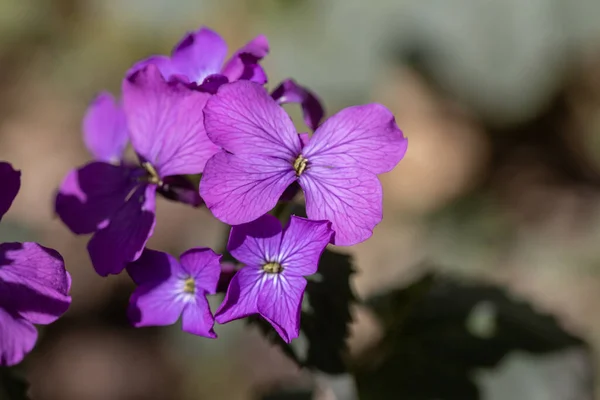 Fioletowy Wiosna Las Kwiaty Jasnym Słońcu — Zdjęcie stockowe