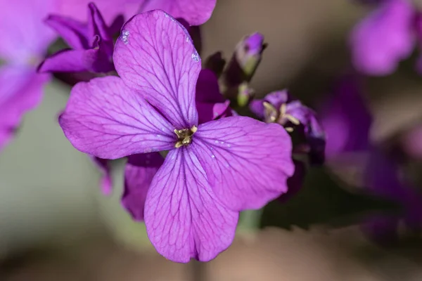 Fioletowy Wiosna Las Kwiaty Jasnym Słońcu — Zdjęcie stockowe