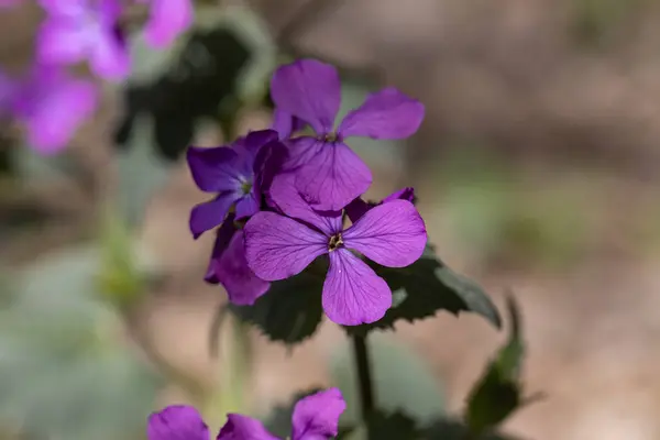 Фиолетовый Весенний Лес Цветы Ярком Солнце — стоковое фото