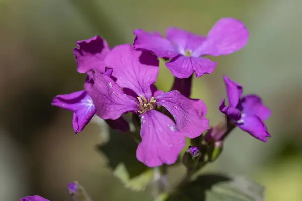 Violette Lente Bos Bloemen Felle Zon — Stockfoto