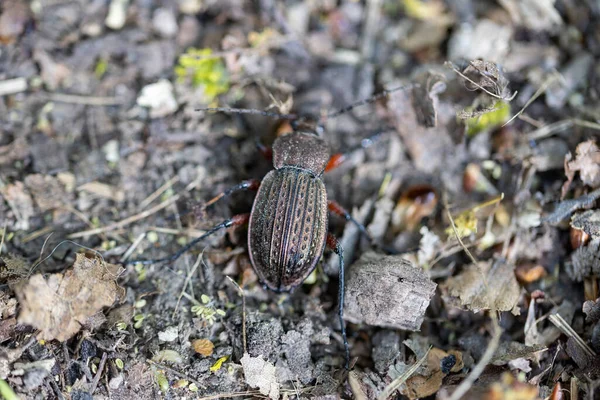 Una Vista Dettagliata Uno Scarabeo Sulle Foglie Una Foresta — Foto Stock