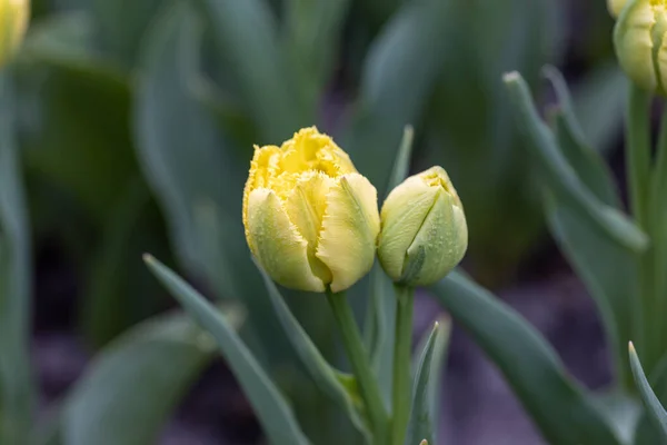 Tulipes Jaunes Sur Lit Fleurs Dans Parc Vue Détaillée — Photo