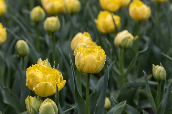 Tulipes Jaunes Sur Lit Fleurs Dans Parc Vue Détaillée — Photo